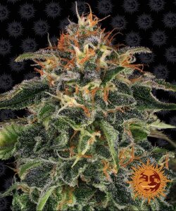 Moby Dick by Barney´s Farm