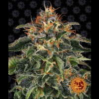 Moby Dick by Barneys Farm - 1 Seed