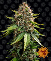 White Widow XXL Auto - Barney´s Farm