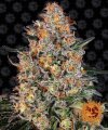 Bubba Kush by Barney´s Farm