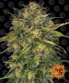 Cheese by Barney´s Farm