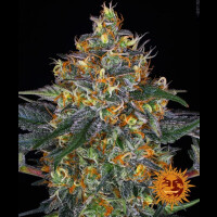 Moby Dick Auto by Barneys Farm - 3 Seeds