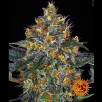 Moby Dick Auto by Barneys Farm - 5 Seeds