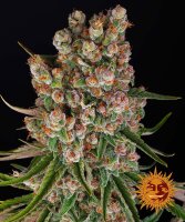 GMO Auto - Barney´s Farm