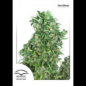 Auto Think Different Feminised Seeds 7 Seeds