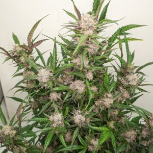 Auto Mimosa Punch by Dutch Passion