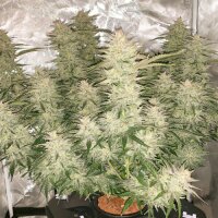 Auto Glueberry OG by Dutch Passion 3 Seeds