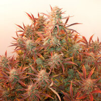 Auto Banana Blaze by Dutch Passion