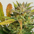 Auto Mokums Tulip - Dutch Passion
