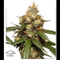 Auto THC-Victory by Dutch Passion