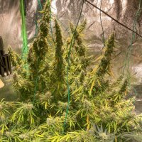 Auto Northern Dragon Fuel by Super Sativa Seed 3 Seeds