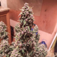 Auto Desfran by Dutch Passion