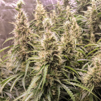 Fat Petes Cookies Auto - Super Sativa Seed Club