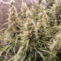 Fat Petes Cookies by Super Sativa Seed Club 8 Seeds