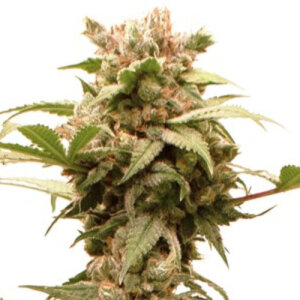 Auto CBG Force by Dutch Passion