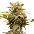 Auto CBG Force by Dutch Passion