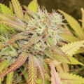 Critical Orange Punch - Dutch Passion
