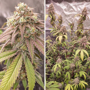 Skywalker Haze - Dutch Passion
