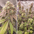 Skywalker Haze - Dutch Passion