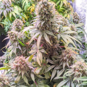 Passion Fruit - Dutch Passion