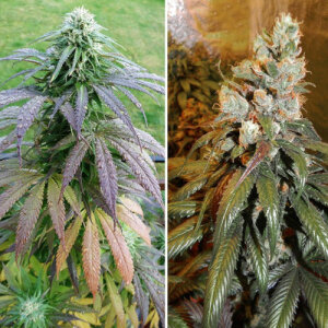 Bubba Island Kush - Dutch Passion