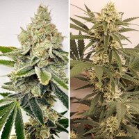 HiFi 4G by Dutch Passion 1 Seed