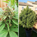 Durban Poison - Dutch Passion