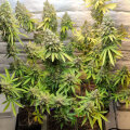 Lemon OG - Super Sativa Seed Club
