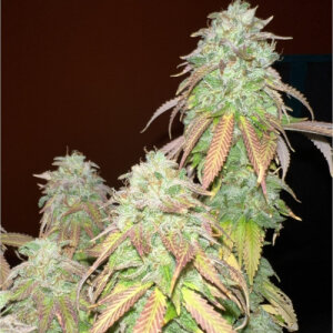 Strawberry Cookies - Super Sativa Seed Club