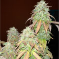 Strawberry Cookies - Super Sativa Seed Club