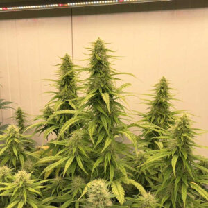 THC-Victory by Dutch Passion