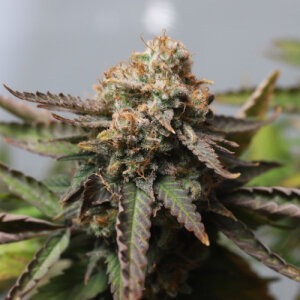 Strawberry Chemdawg OG by Super Sativa Seed Club