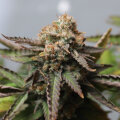 Strawberry Chemdawg OG by Super Sativa Seed Club