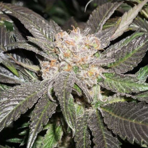 Lava Freeze - Super Sativa Seed Club