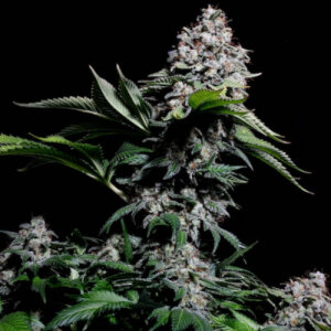 Kosher Haze - Super Sativa Seed Club