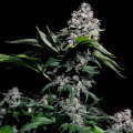 Kosher Haze - Super Sativa Seed Club