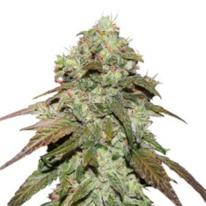 CBD Mazar - Dutch Passion
