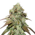 CBD Mazar - Dutch Passion