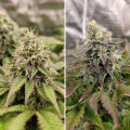 Tropical Tangie by Dutch Passion