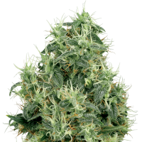 White Gold by White Label Seed Company