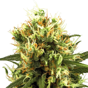 White Haze Automatic - White Label Seed Company