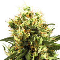 White Haze Automatic by White Label Seed Company