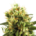 White Haze Automatic - White Label Seed Company