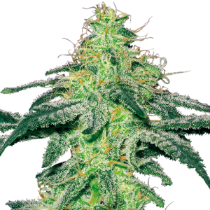 White Skunk - White Label Seed Company