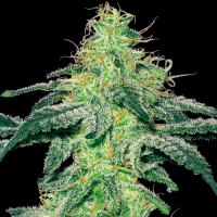 White Skunk - White Label Seed Company