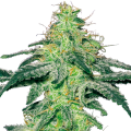 White Skunk - White Label Seed Company