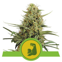 Hulkberry Auto - Royal Queen Seeds 1 Seed