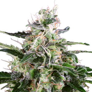 White Skunk Automatic - White Label Seed Company