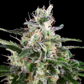 White Skunk Automatic - White Label Seed Company