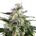 White Skunk Automatic - White Label Seed Company